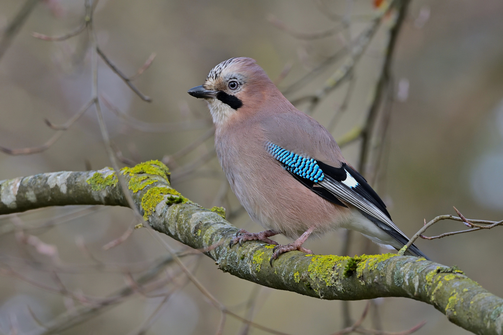 Eichelhäher (Garrulus glandarius)