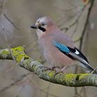 Eichelhäher (Garrulus glandarius)