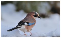 --- Eichelhäher --- ( Garrulus glandarius )