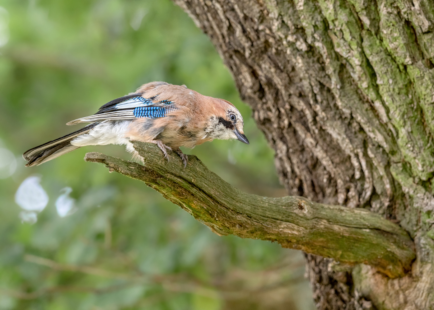 Eichelhäher (Garrulus glandarius)