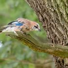 Eichelhäher (Garrulus glandarius)