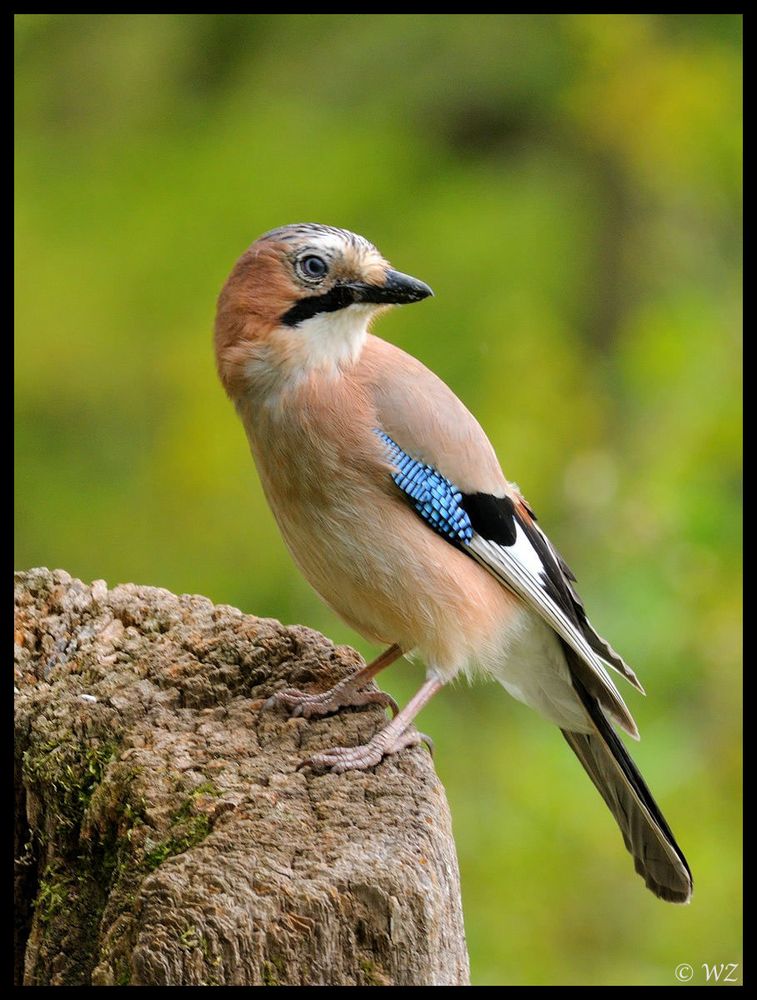 - Eichelhäher - ( Garrulus glandarius )