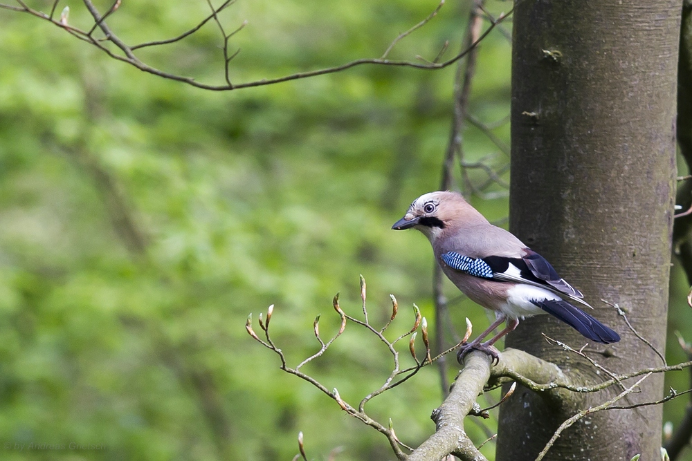 Eichelhäher (Garrulus glandarius)