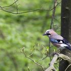 Eichelhäher (Garrulus glandarius)