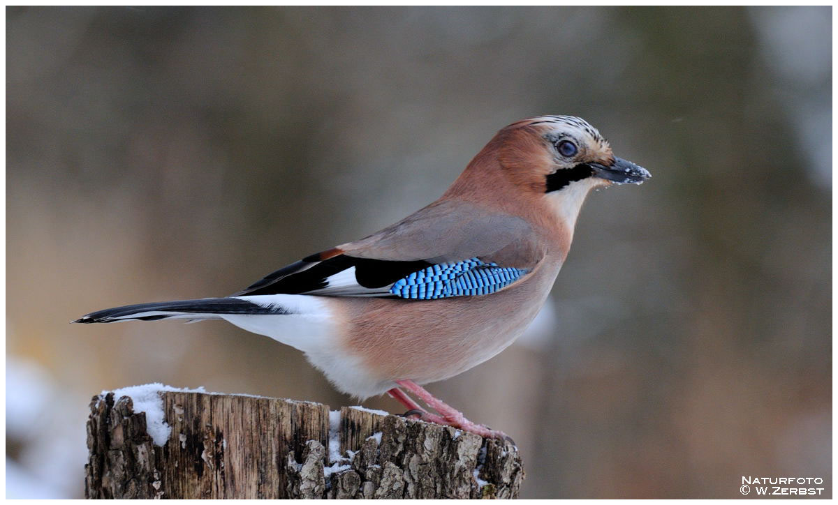 - Eichelhäher - ( Garrulus glandarius )