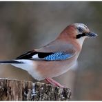 - Eichelhäher - ( Garrulus glandarius )