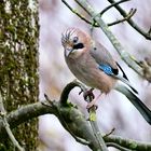 Eichelhäher (Garrulus glandarius)