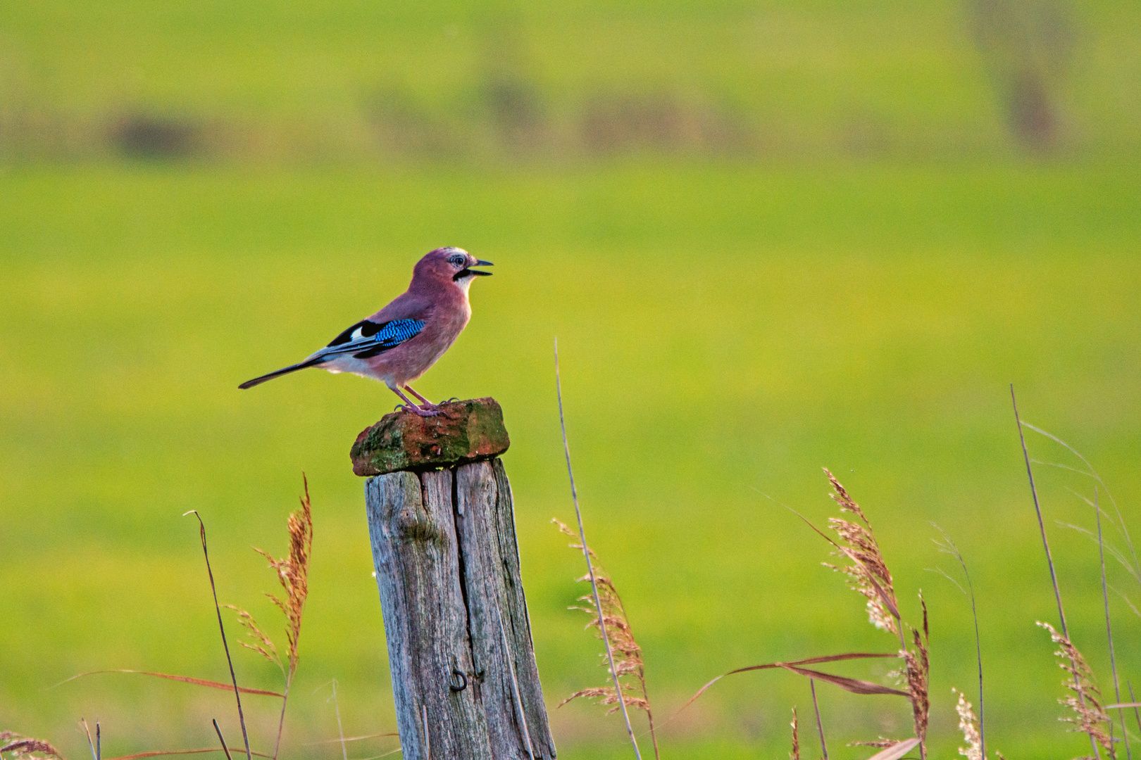 Eichelhäher (Garrulus glandarius)