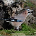 --- Eichelhäher --- ( Garrulus glandarius )