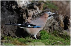 --- Eichelhäher --- ( Garrulus glandarius )