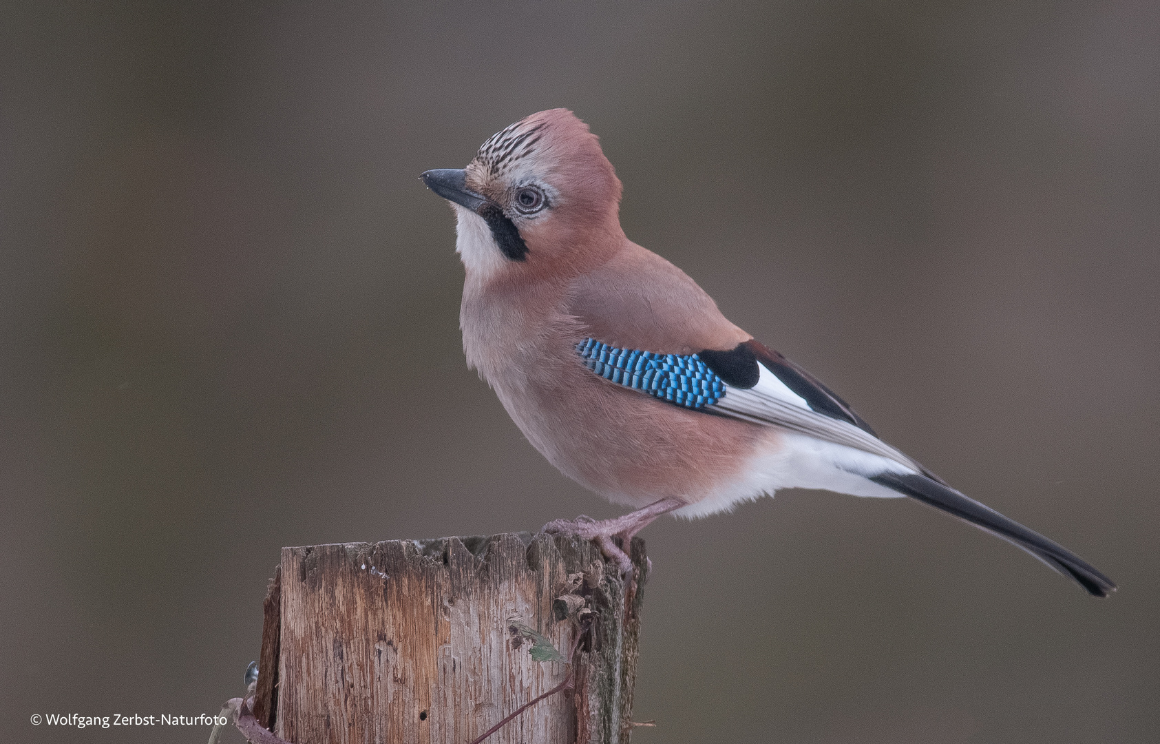 --- Eichelhäher ---  ( Garrulus glandarius )