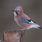 --- Eichelhäher ---  ( Garrulus glandarius )