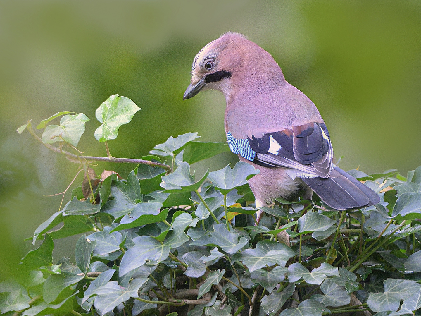 Eichelhäher (Garrulus glandarius)