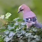 Eichelhäher (Garrulus glandarius)