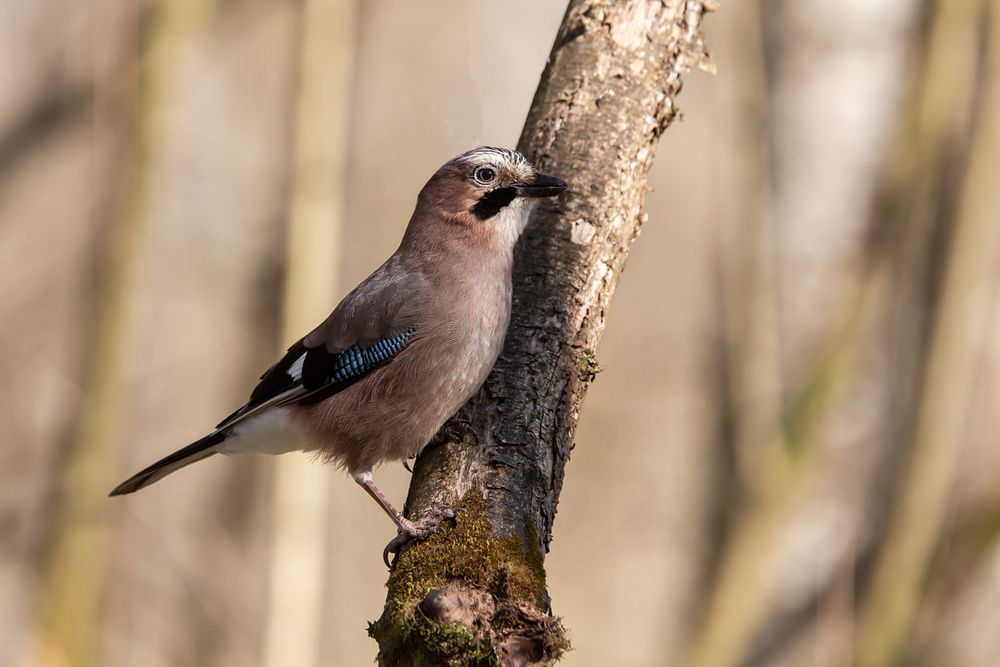 Eichelhäher (Garrulus glandarius)