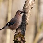 Eichelhäher (Garrulus glandarius)