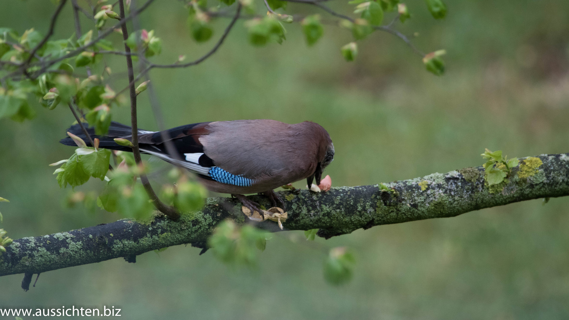 Eichelhäher - Garrulus glandarius