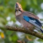 Eichelhäher (Garrulus glandarius)