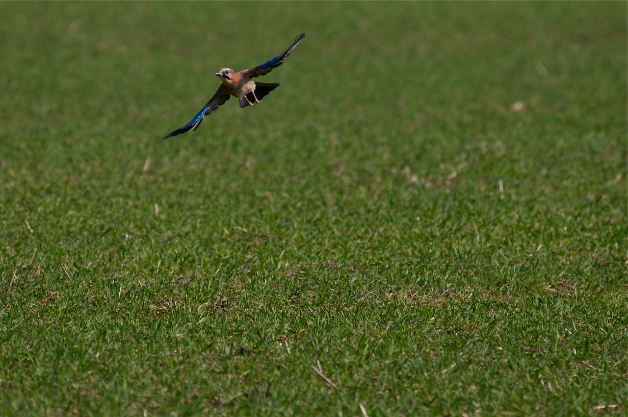 Eichelhäher (Garrulus glandarius)