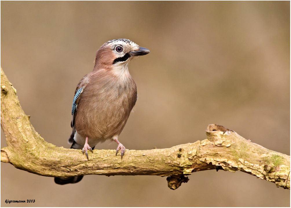 Eichelhäher (Garrulus glandarius).........