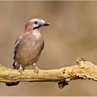 Eichelhäher (Garrulus glandarius).........