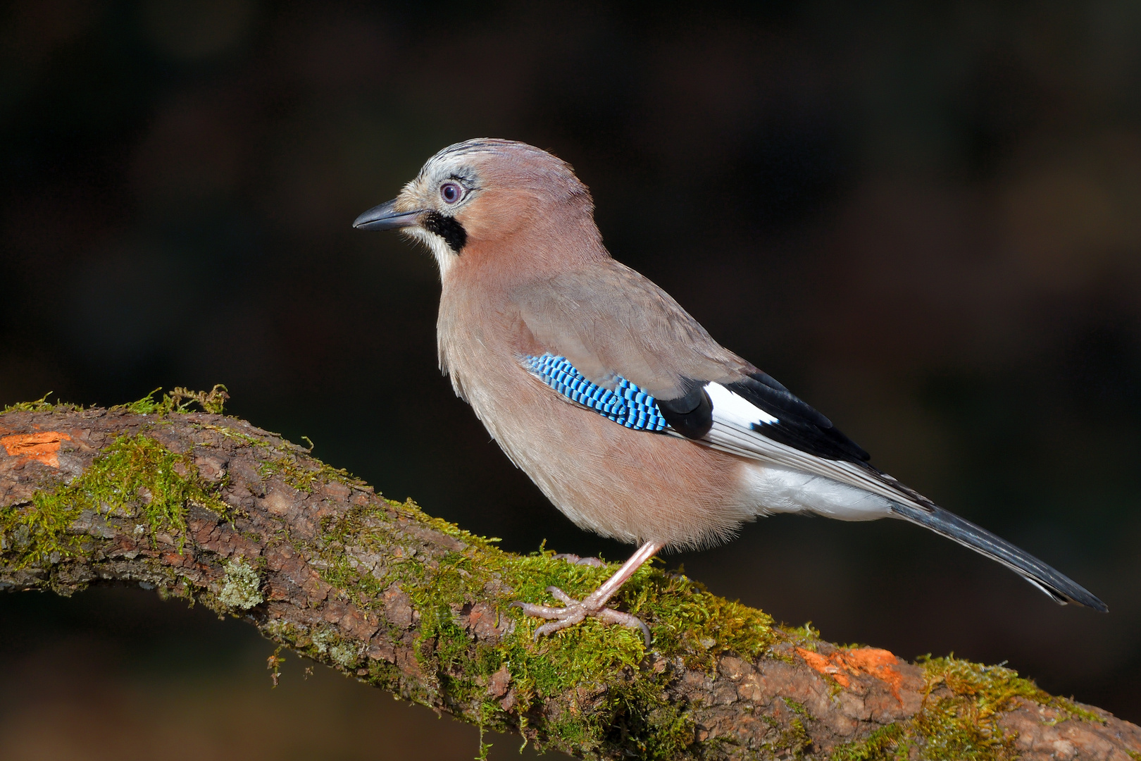 Eichelhäher (Garrulus glandarius)