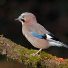 Eichelhäher (Garrulus glandarius)