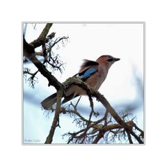 Eichelhäher (Garrulus glandarius)