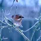 Eichelhäher (Garrulus glandarius)