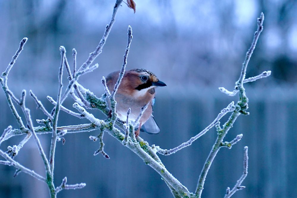 Eichelhäher (Garrulus glandarius)