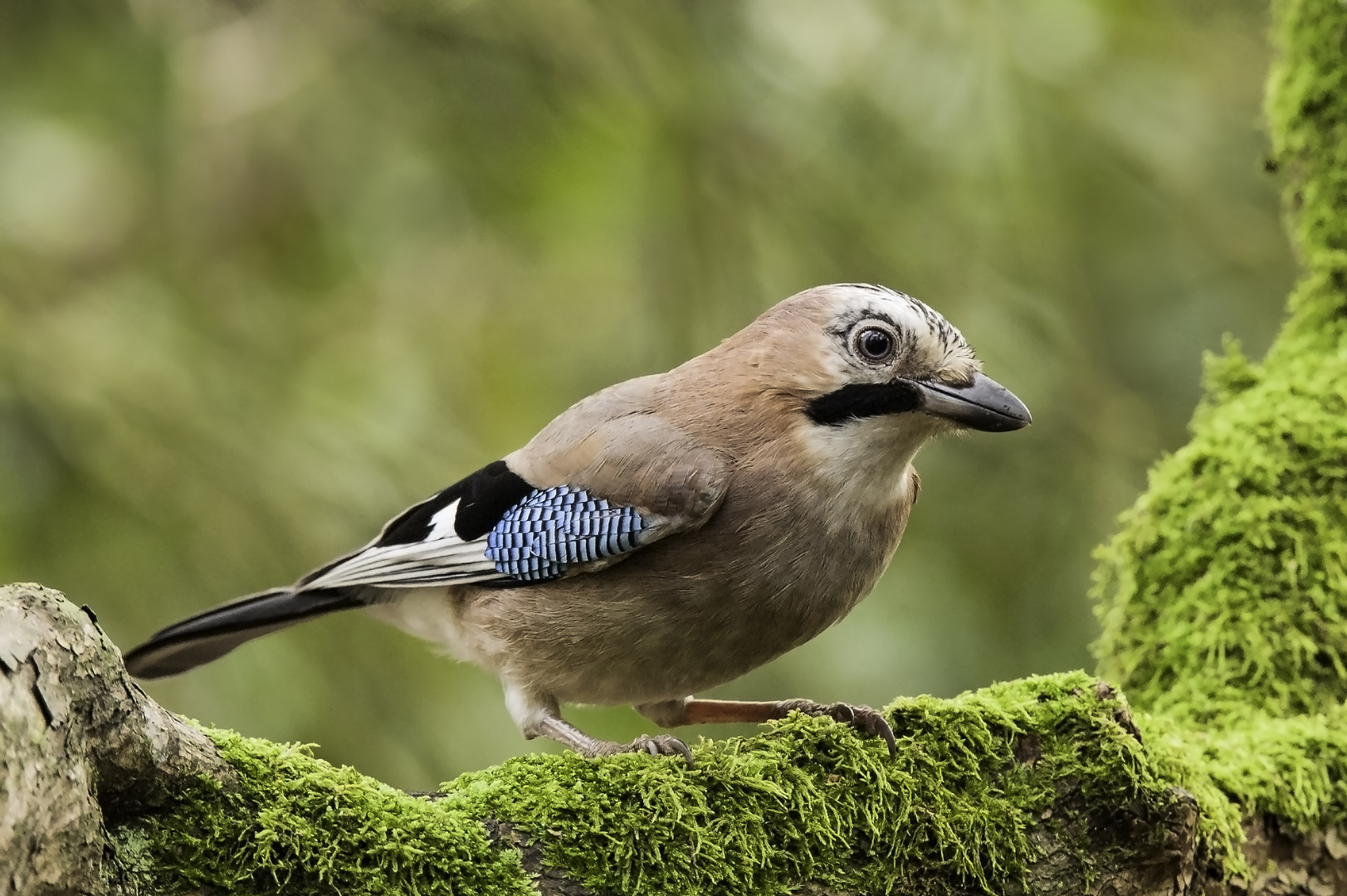 Eichelhäher (Garrulus glandarius)