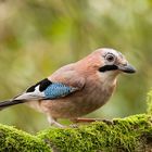 Eichelhäher (Garrulus glandarius)