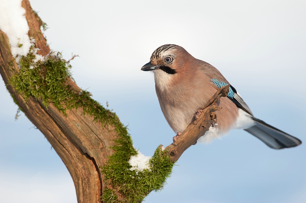 Eichelhäher (Garrulus glandarius)