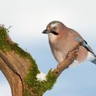 Eichelhäher (Garrulus glandarius)