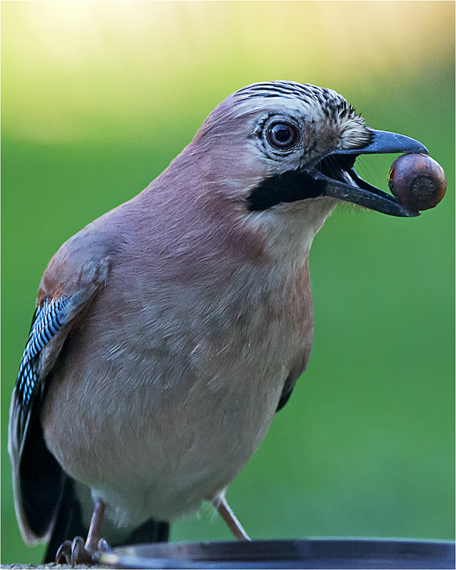 Eichelhäher (Garrulus glandarius)