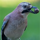 Eichelhäher (Garrulus glandarius)