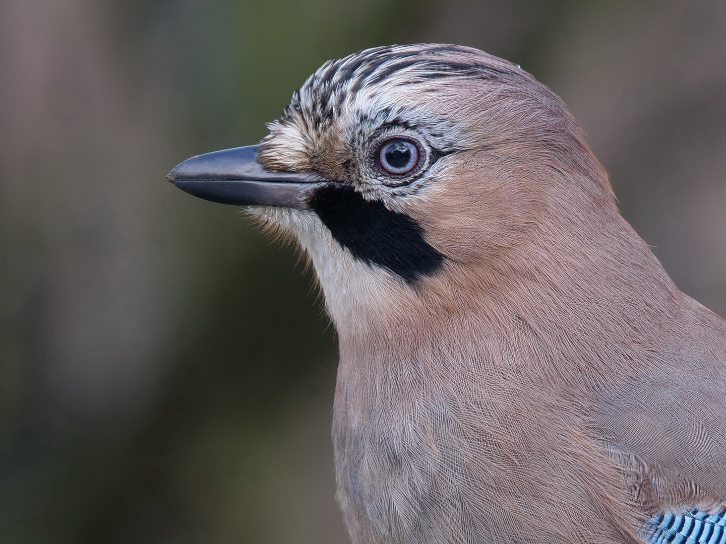 Eichelhäher (Garrulus glandarius)