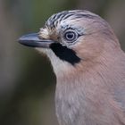 Eichelhäher (Garrulus glandarius)