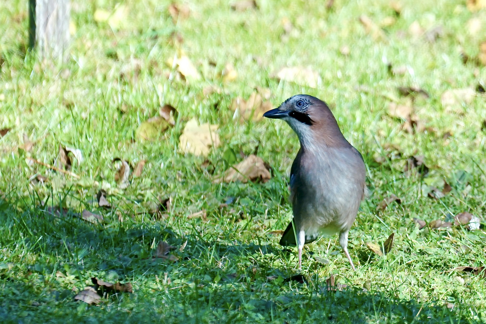 Eichelhäher (Garrulus glandarius)