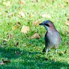 Eichelhäher (Garrulus glandarius)