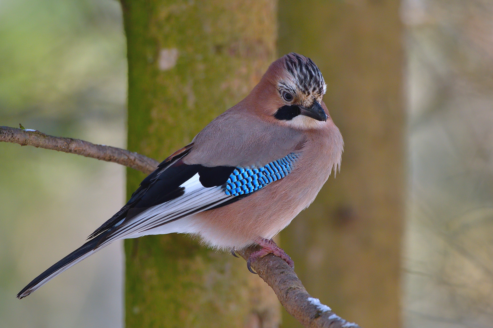 Eichelhäher (Garrulus glandarius)