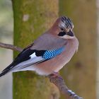 Eichelhäher (Garrulus glandarius)