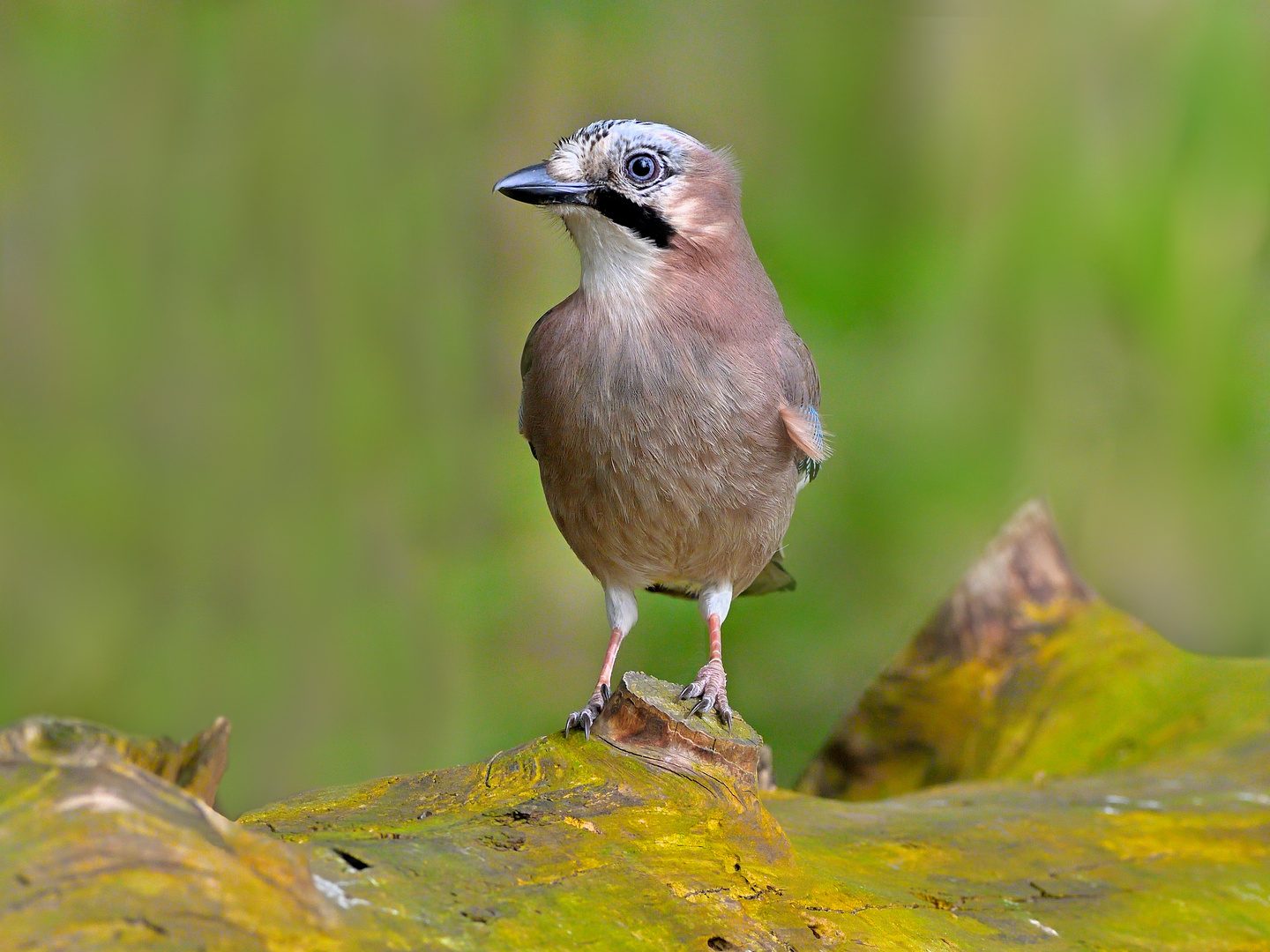 Eichelhäher Garrulus glandarius 