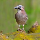 Eichelhäher Garrulus glandarius 