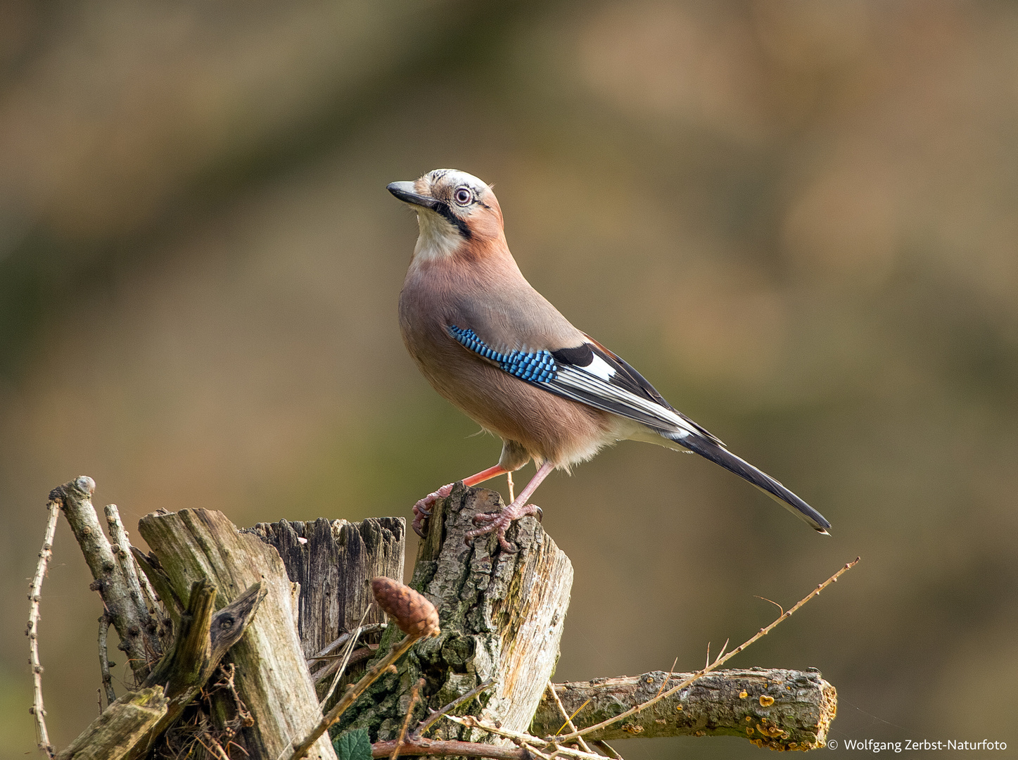  - Eichelhäher -    ( Garrulus glandarius )