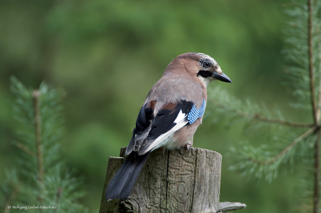 " Eichelhäher  " ( Garrulus glandarius )