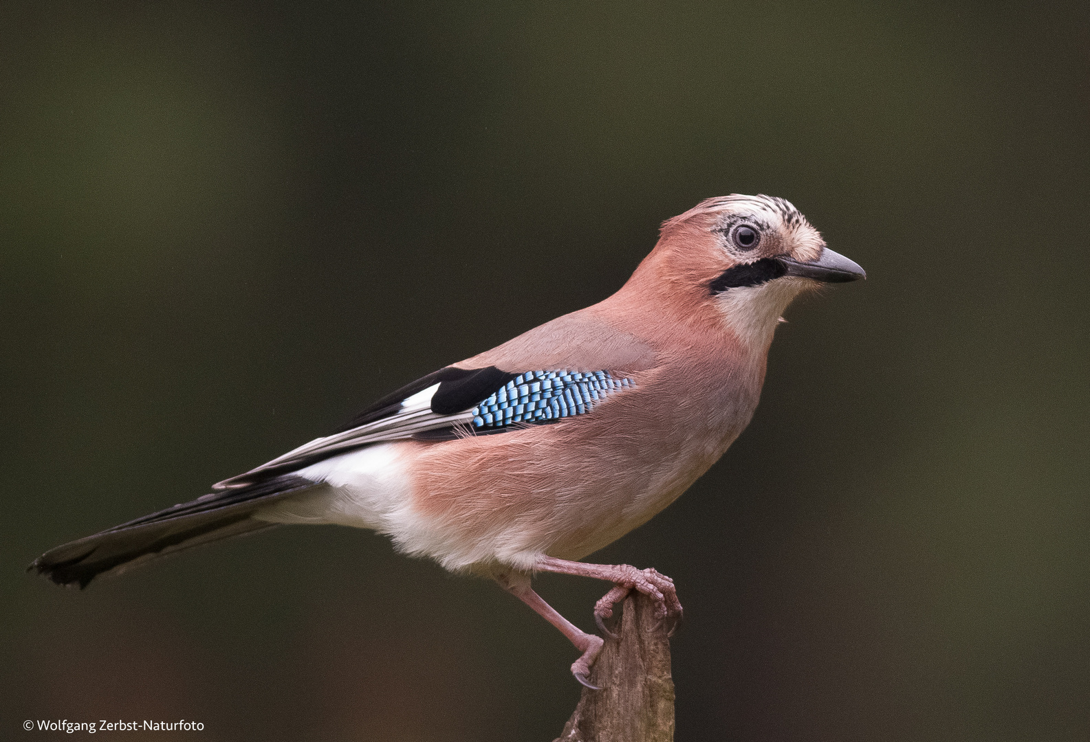 - Eichelhäher -  ( Garrulus glandarius )