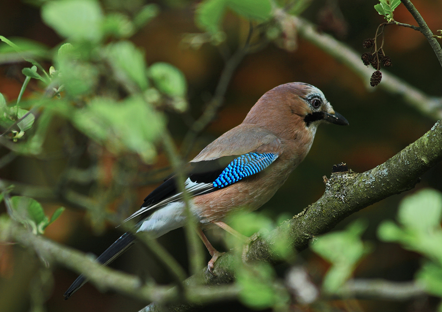 Eichelhäher (Garrulus glandarius)