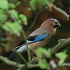 Eichelhäher (Garrulus glandarius)