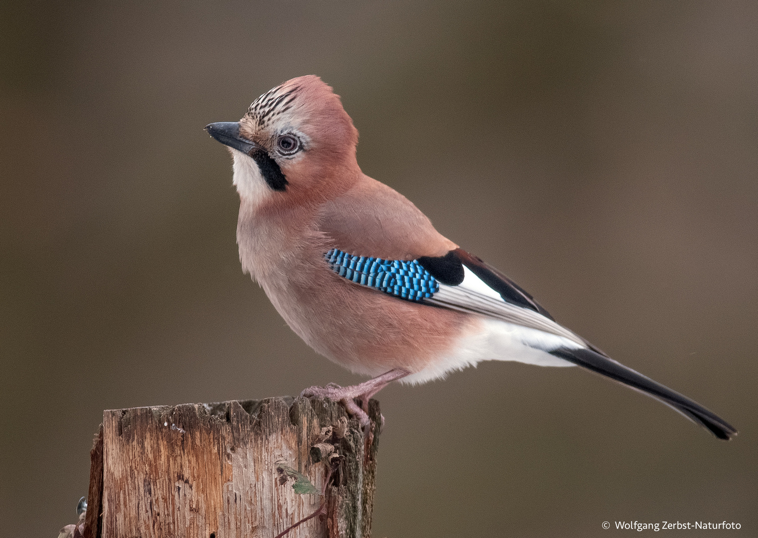  - EICHELHÄHER - (Garrulus glandarius)